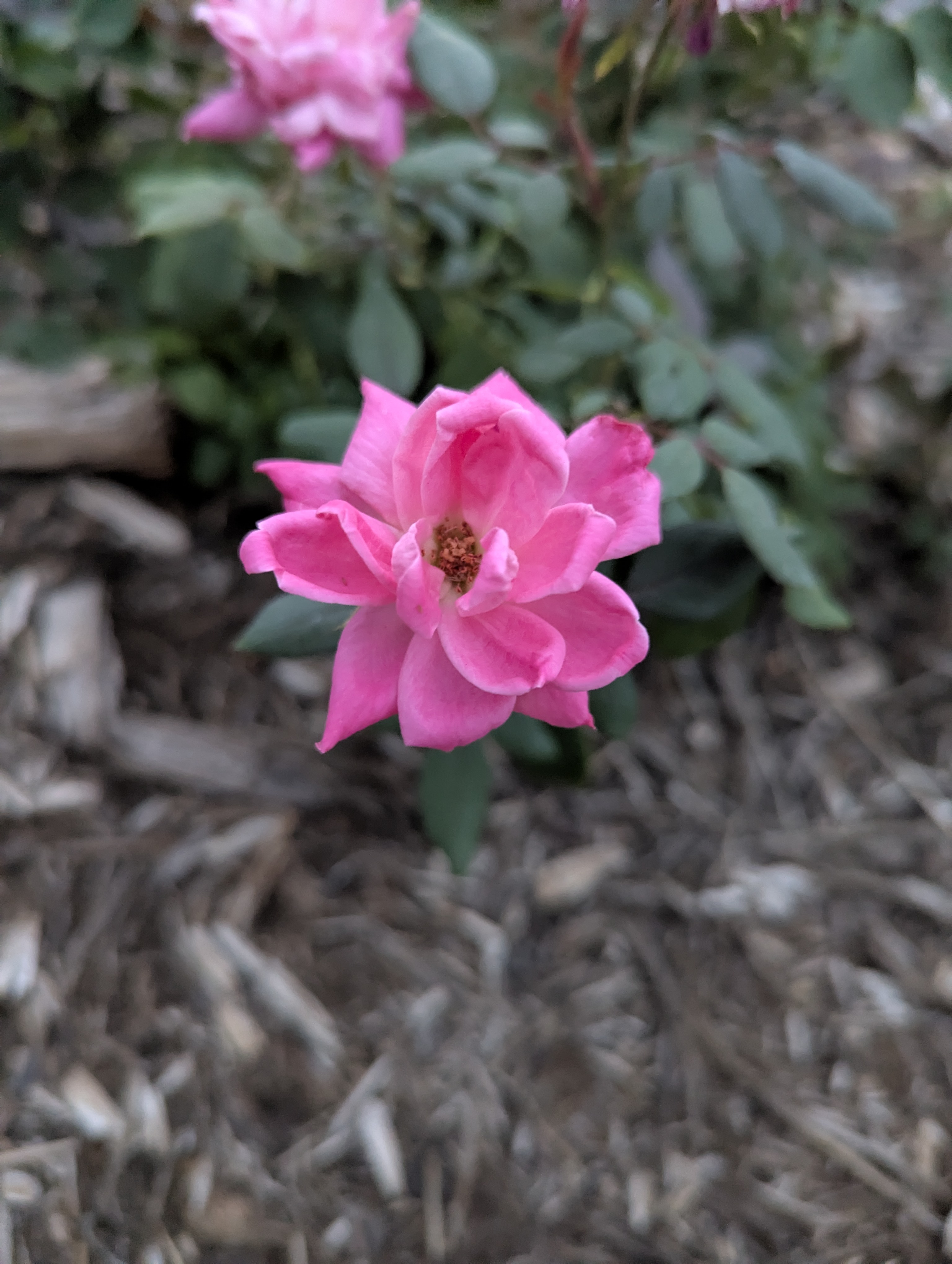 Garden, Morrison, Colorado